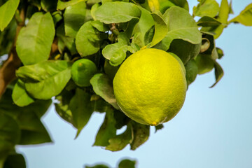 lemon growing on the branch