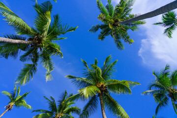 Fototapeta na wymiar Coconut palm trees view from below and sky background in tropical beach Thailand