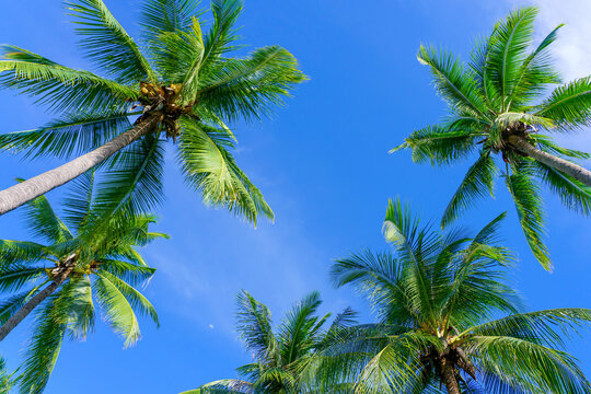 Coconut palm trees view from below and sky background in tropical beach Thailand