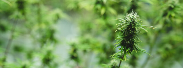 Green house indoor and harvesting of cannabis weed hemp plants cultivation at its finest, marijuana farm laboratory and ganja industry. Beautiful macro and micro shots of green leaf