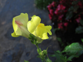 The yellow snapdragon flower, Antirrhinum majus, is a symbol of strength and grace and its vibrant yellow petals burst forth from its stem, creating a stunning display of color and life.