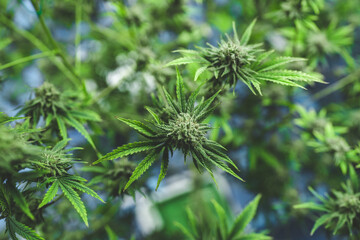 Green house indoor and harvesting of cannabis weed hemp plants cultivation at its finest, marijuana farm laboratory and ganja industry. Beautiful macro and micro shots of green leaf