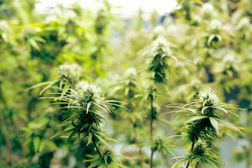 Green house indoor and harvesting of cannabis weed hemp plants cultivation at its finest, marijuana farm laboratory and ganja industry. Beautiful macro and micro shots of green leaf