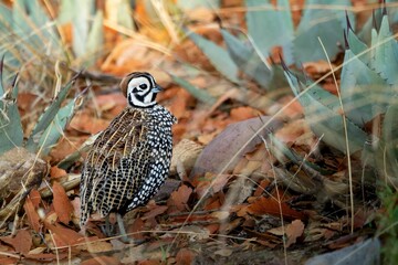Closeup shot of a montezuma quail in its habitat