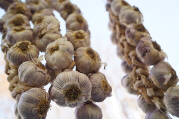 Fresh garlic on sale at the open market.