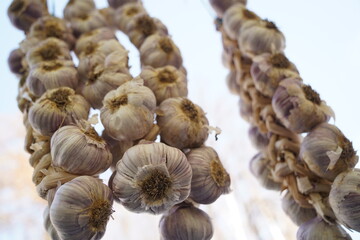 Fresh garlic on sale at the open market.