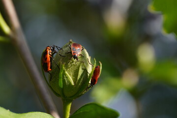 Bugs on flower