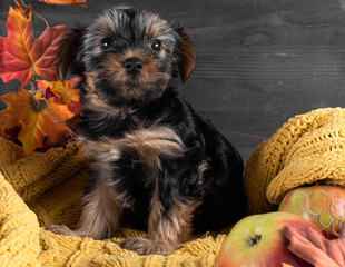 A Yorkshire Terrier puppy on an autumn background.