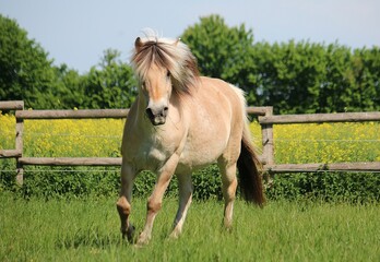 beautiful fjord horse is running on the paddock in the sunshine