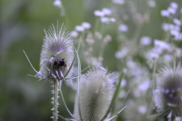 Closeup Dipsacus fullonum known as wild teasel with blurred background in wild summer garden