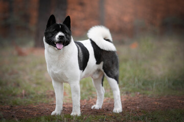 American Akita in the forest,  Portrait of a dog's exhibition stand