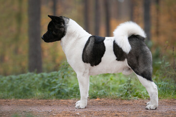 American Akita - Portrait of a dog's exhibition stand