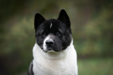 American Akita detail of head
