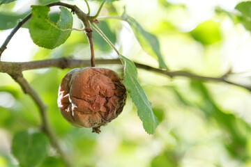 Rotten apple. Infected fruits of apples. Monilinia fructigena apple