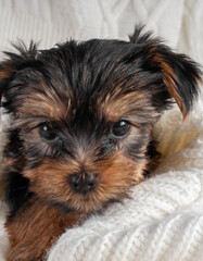 A Yorkshire Terrier puppy on an autumn background.