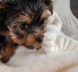 A Yorkshire Terrier puppy on an autumn background.