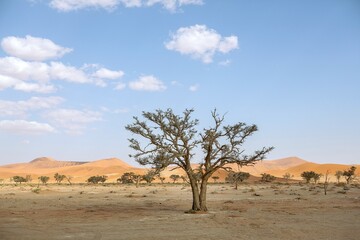 Fototapeta na wymiar Sossusvlei Desert Lone Tree