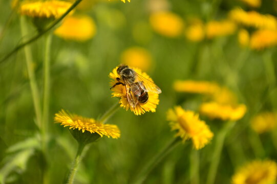 abeja jardín flores floración polinización verde amarillo naturaleza abejorro polen hojas néctar alas