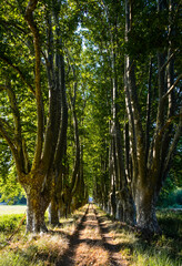 tree-lined avenue lined with tall trees