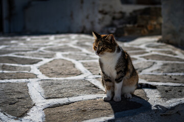Die Katzen von Paros
