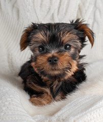 A Yorkshire Terrier puppy on an autumn background.