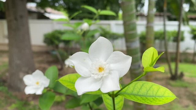 Five-petaled white flowers are blooming,white color,small five petals with yellow pollen