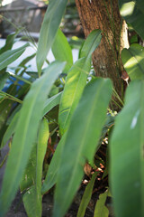 Obraz premium Green trees, big leaves