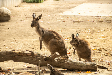 kangaroo and baby