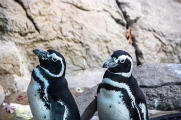 Naklejka premium penguins on the rocks