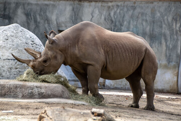 Naklejka premium white rhino in zoo