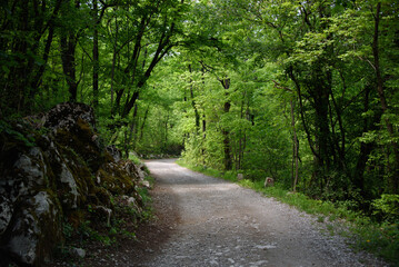 Fototapeta na wymiar White road winding throug the deep green forest; moody rural scene