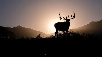 Elk deer silhouette at sunset