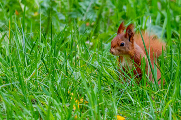 squirrel in the grass