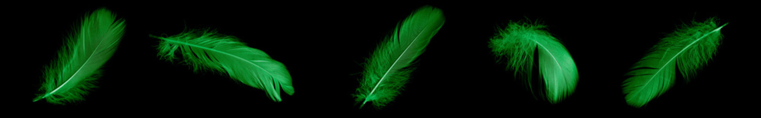 green feather goose on a black isolated background
