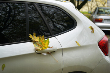 Falling yellow leaves caught on the door handle of the car. Autumn concept.