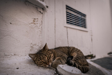 Die Katzen von Paros
