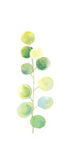 Floral element with green houseplant leaf. Plant is hand draw in watercolor. Isolated object for design and decor textiles, fabrics, backgrounds, wrapping paper, wallpapers, card