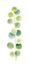 Floral element with green houseplant leaf. Plant is hand draw in watercolor. Isolated object for design and decor textiles, fabrics, backgrounds, wrapping paper, wallpapers, card