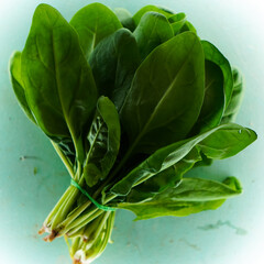 Fresh green spinach leaf group, internet for vegan healthy cooking