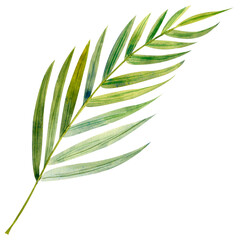 Floral element with green houseplant palm leaf. Plant is hand draw in watercolor. Isolated object for design and decor textiles, fabrics, backgrounds, wrapping paper, wallpapers, card