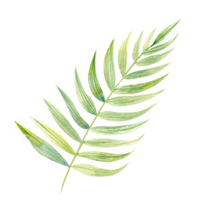 Floral element with green houseplant palm leaf. Plant is hand draw in watercolor. Isolated object for design and decor textiles, fabrics, backgrounds, wrapping paper, wallpapers, card