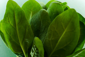 Fresh green spinach leaf in beautiful light