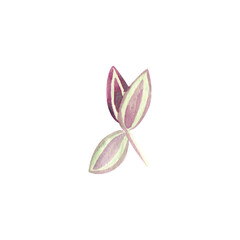 Floral element with houseplant leaf. Plant is hand draw in watercolor. Isolated object for design and decor textiles, fabrics, backgrounds, wrapping paper, wallpapers, card