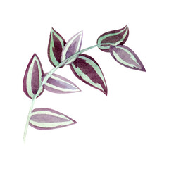 Floral element with houseplant leaf. Plant is hand draw in watercolor. Isolated object for design and decor textiles, fabrics, backgrounds, wrapping paper, wallpapers, card