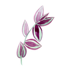 Floral element with houseplant leaf. Plant is hand draw in watercolor. Isolated object for design and decor textiles, fabrics, backgrounds, wrapping paper, wallpapers, card