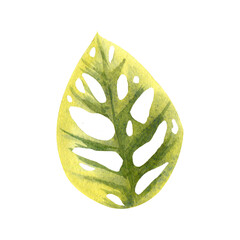 Floral element with green houseplant monstera leaf. Plant is hand draw in watercolor. Isolated object for design and decor textiles, fabrics, backgrounds, wrapping paper, wallpapers, card
