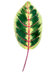 Floral element with green houseplant leaf. Plant is hand draw in watercolor. Isolated object for design and decor textiles, fabrics, backgrounds, wrapping paper, wallpapers, card