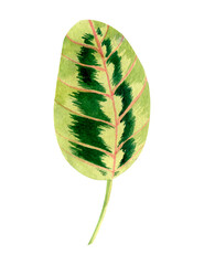 Floral element with green houseplant leaf. Plant is hand draw in watercolor. Isolated object for design and decor textiles, fabrics, backgrounds, wrapping paper, wallpapers, card