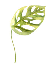 Floral element with green houseplant monstera leaf. Plant is hand draw in watercolor. Isolated object for design and decor textiles, fabrics, backgrounds, wrapping paper, wallpapers, card