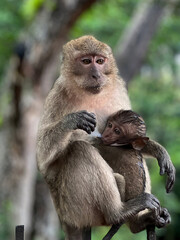 Macaque with baby